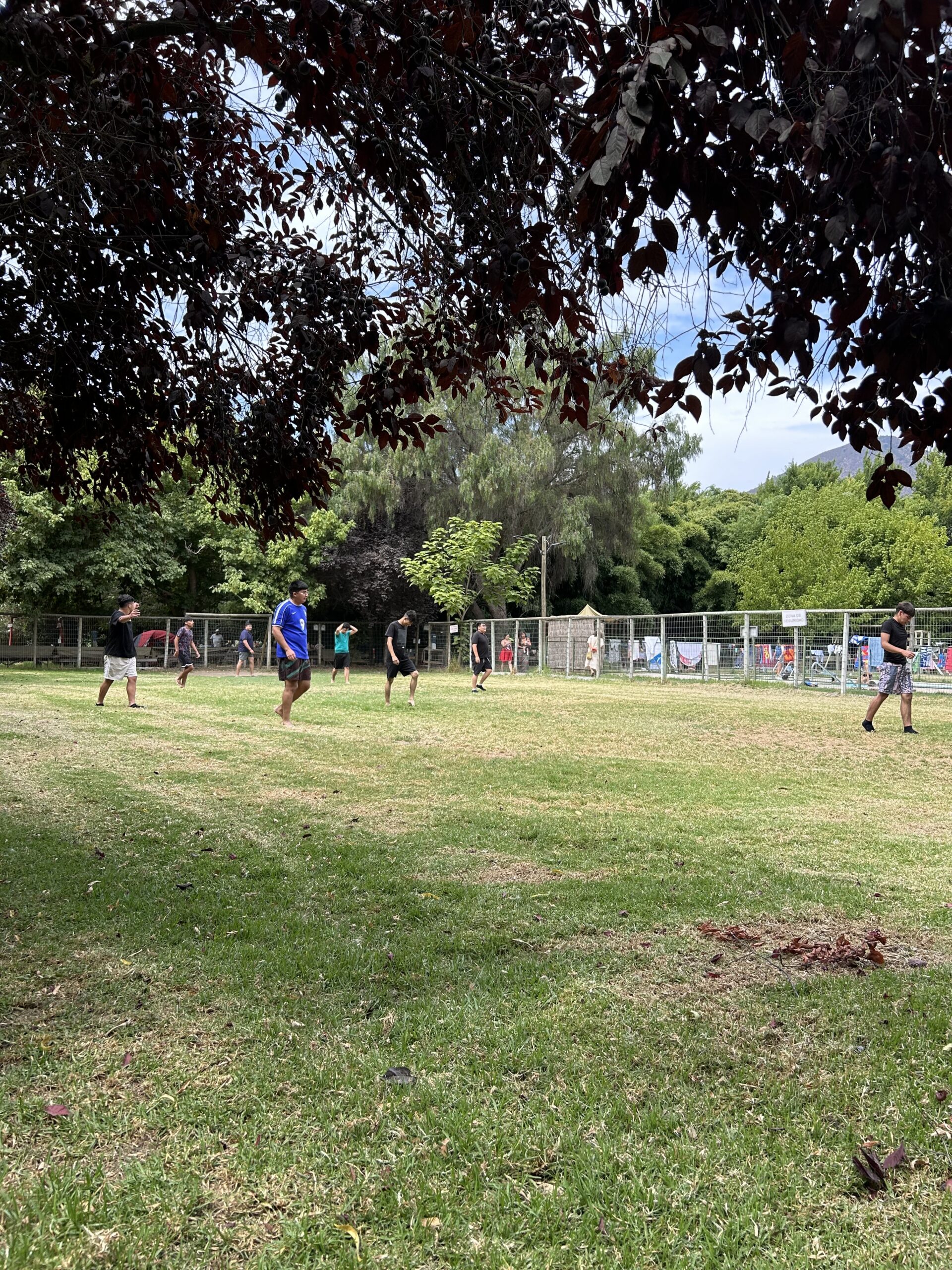 Canchas